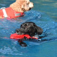 Hundeschwimmen Aquarena Pulheim