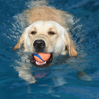 Hundeschwimmen Aquarena Pulheim